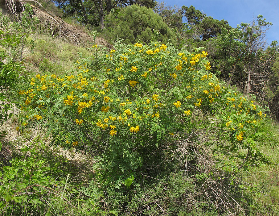 Image of Colutea cilicica specimen.