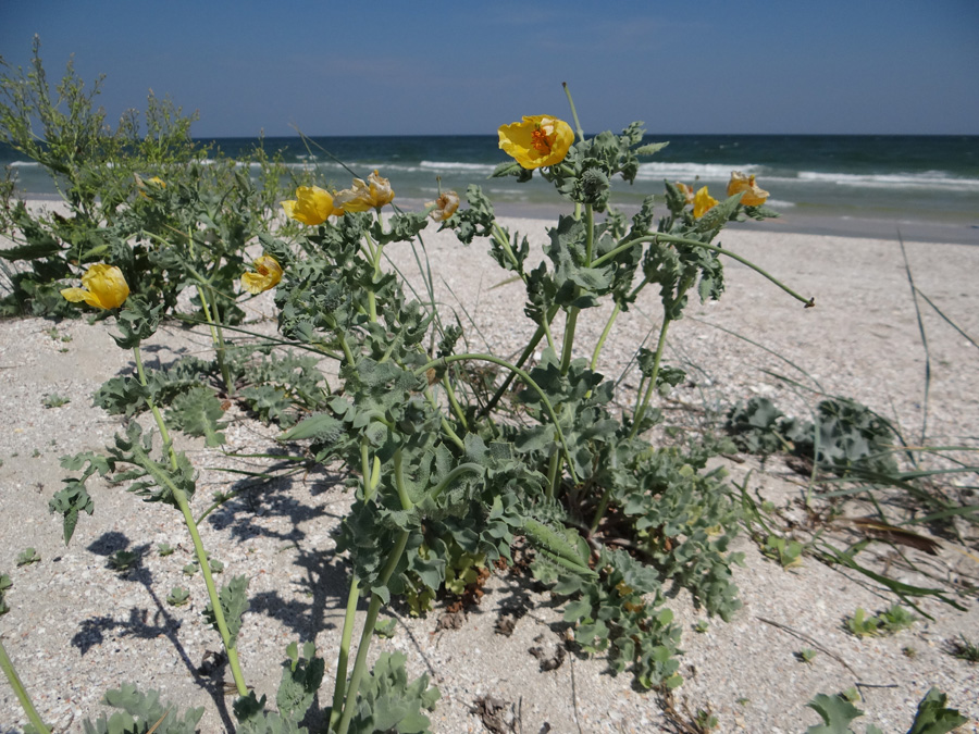 Изображение особи Glaucium flavum.