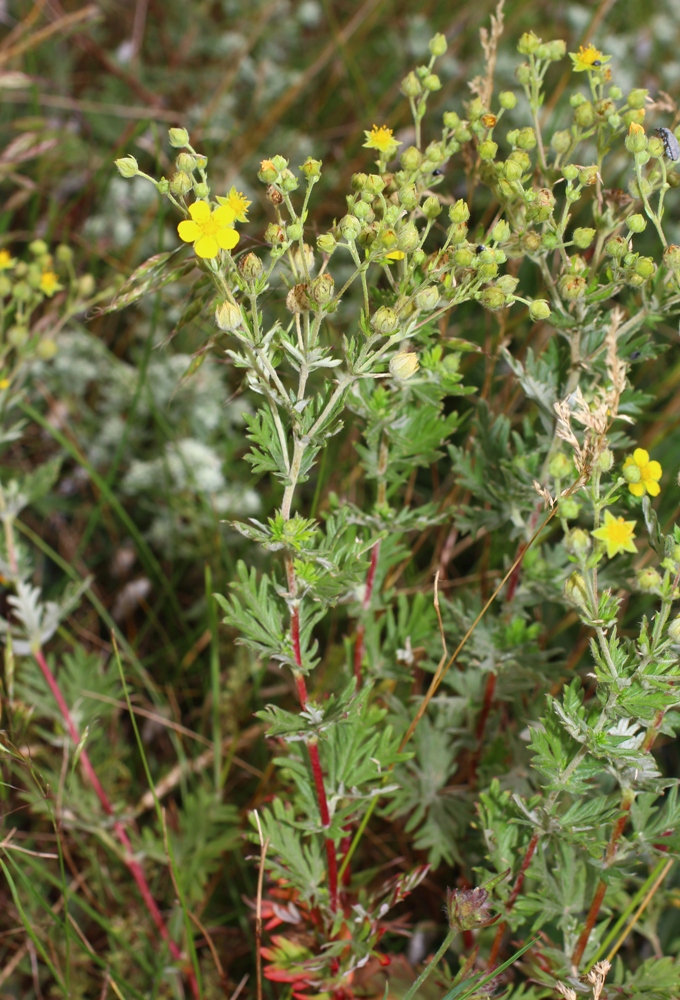 Image of Potentilla argentea specimen.