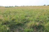 Festuca regeliana. Степь с аспектом плодоносящих растений. Украина, Днепропетровская обл., Криворожский р-н, с. Широкое, дно балки. 25.06.2014.