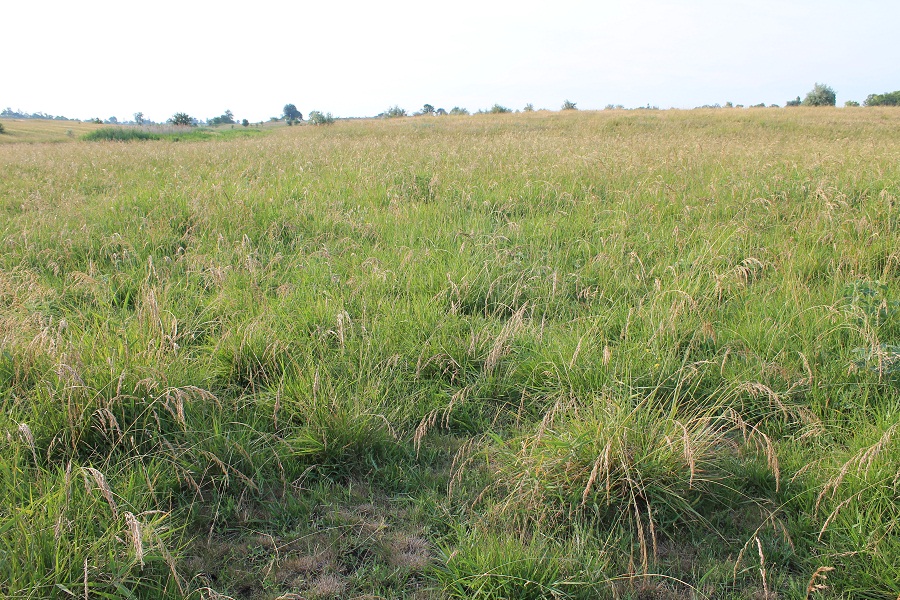 Image of Festuca regeliana specimen.