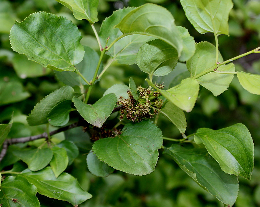 Изображение особи Rhamnus tinctoria.