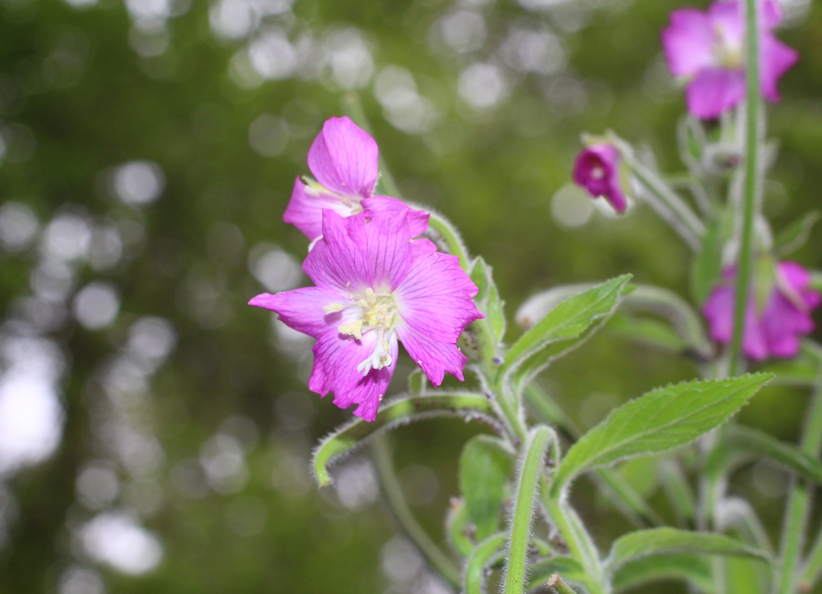 Image of Epilobium hirsutum specimen.