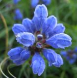 Dracocephalum ruyschiana. Соцветие (вид сверху). Белгородская обл., Губкинский р-н, запов. \"Белогорье\", \"Ямская степь\". 11 июня 2009 г.