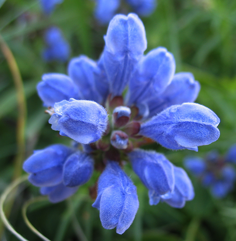 Изображение особи Dracocephalum ruyschiana.