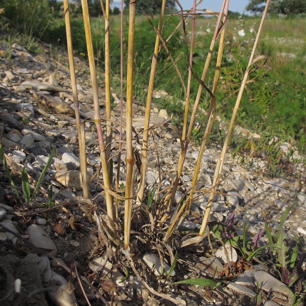 Image of Dasypyrum villosum specimen.