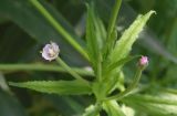 Epilobium tetragonum