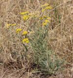 Achillea leptophylla