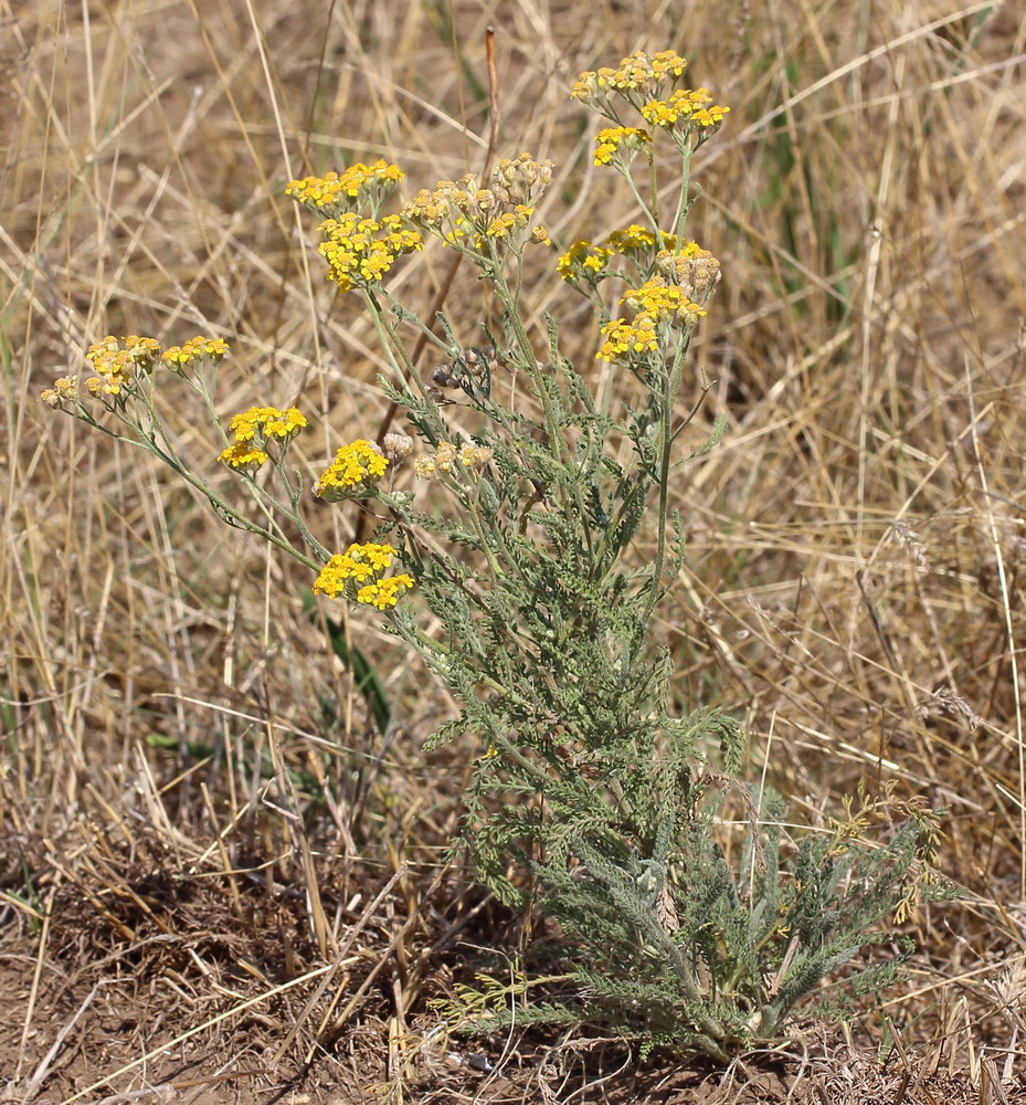 Изображение особи Achillea leptophylla.