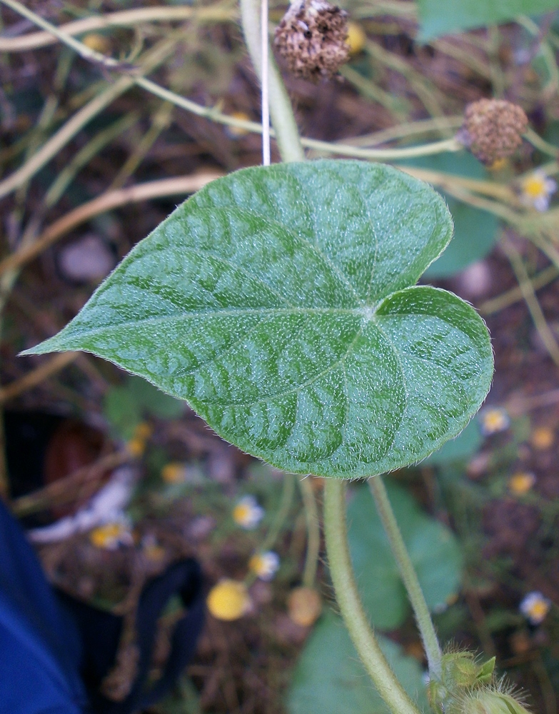 Image of Ipomoea purpurea specimen.