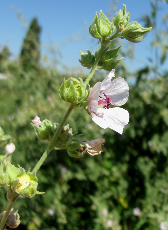 Image of Althaea armeniaca specimen.