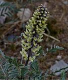 Pseudosophora alopecuroides