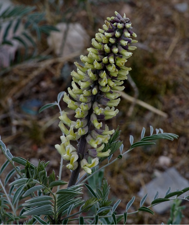 Изображение особи Pseudosophora alopecuroides.