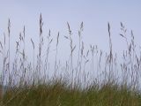genus Festuca