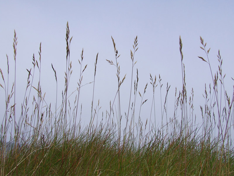 Image of genus Festuca specimen.