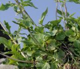 Valeriana tripteris. Побеги. Германия, г. Дюссельдорф, Ботанический сад университета. 04.09.2014.