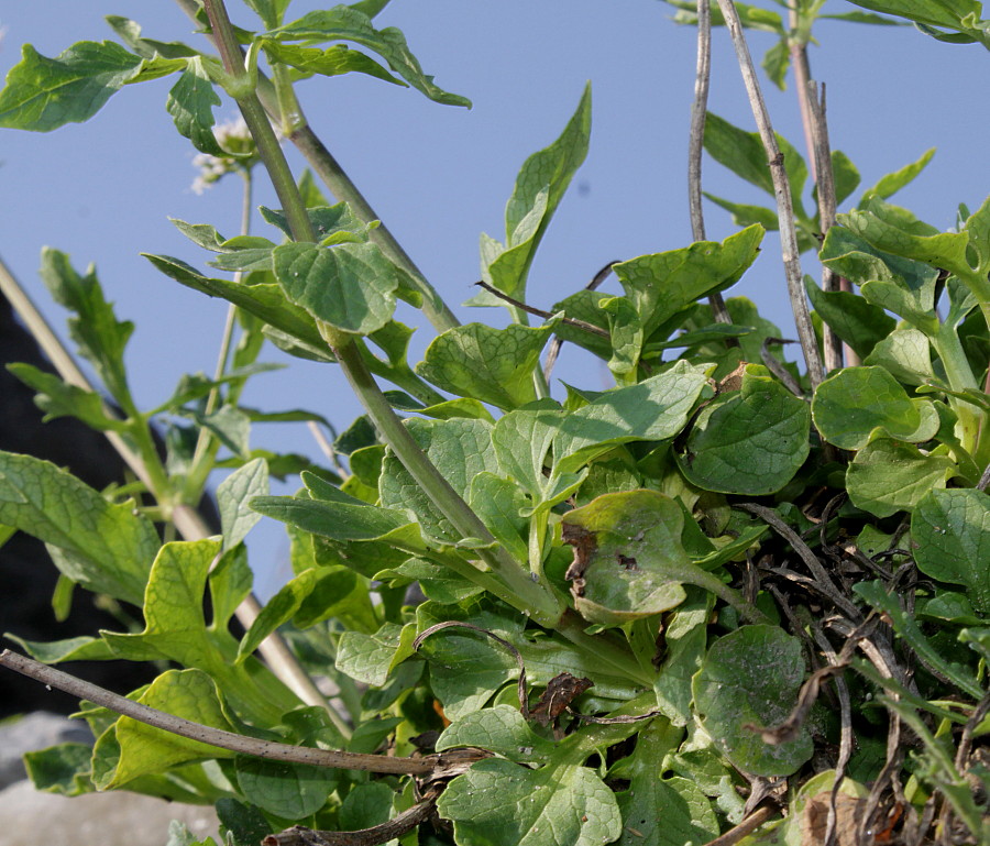 Изображение особи Valeriana tripteris.