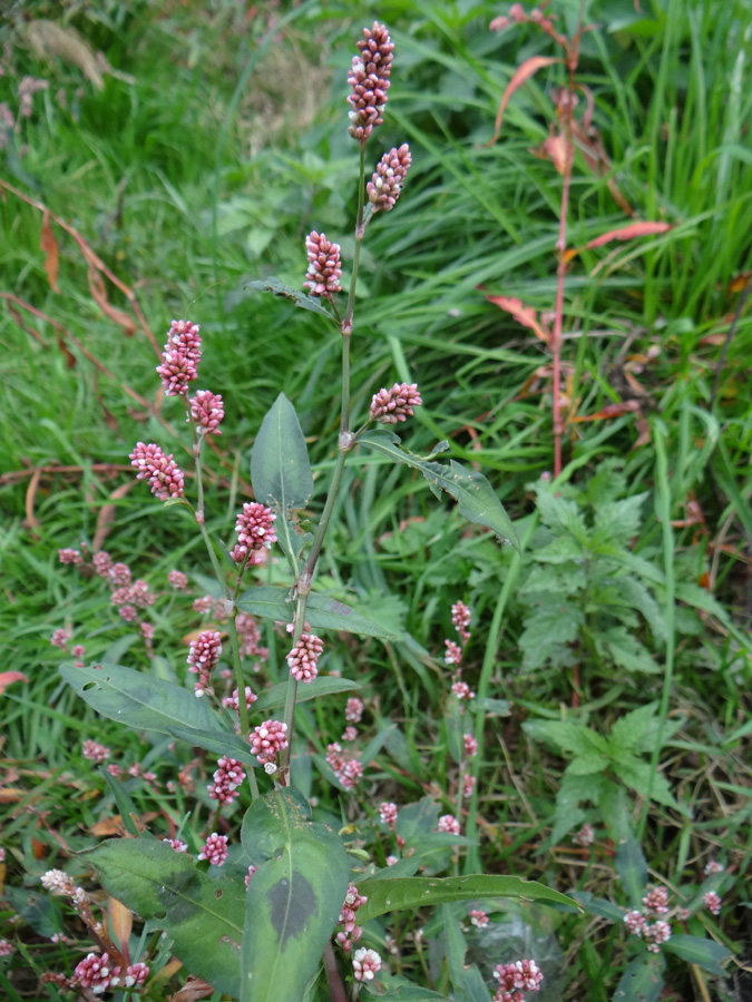 Image of Persicaria maculosa specimen.