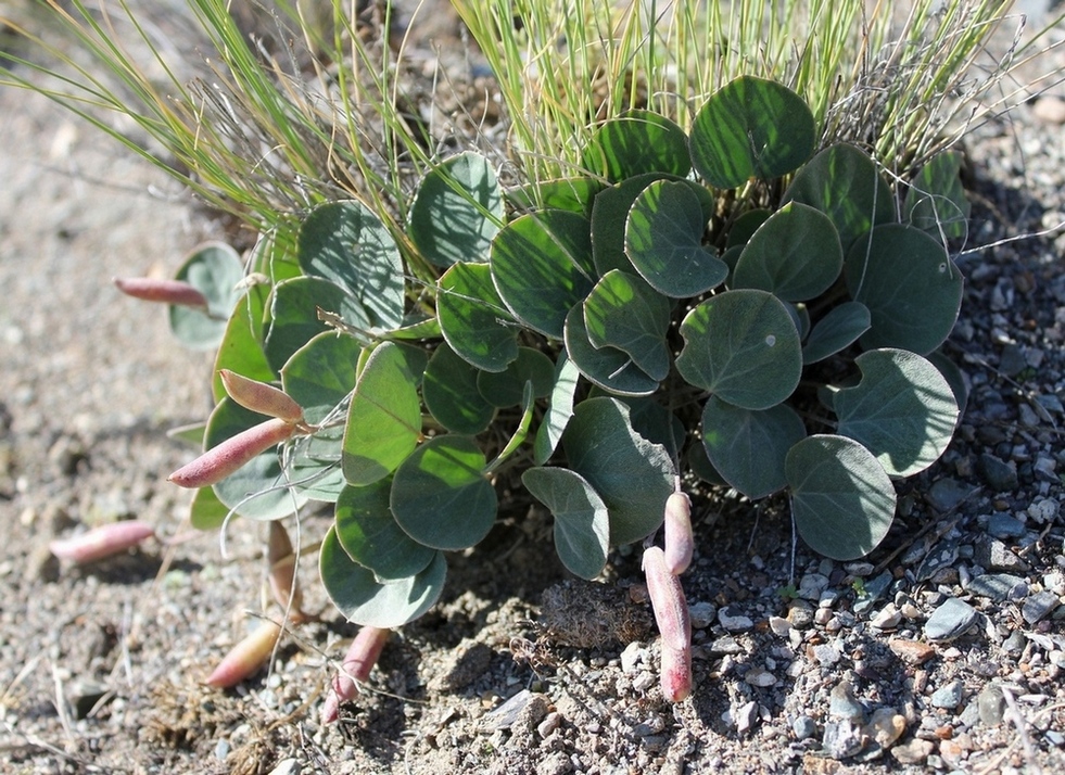 Image of Gueldenstaedtia monophylla specimen.