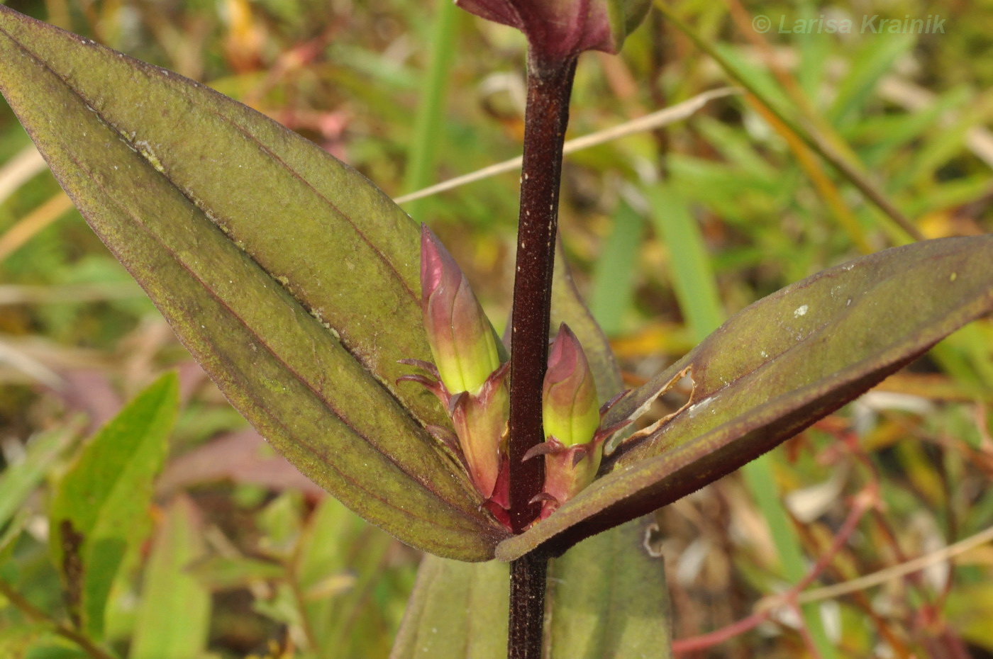 Image of Gentiana scabra specimen.