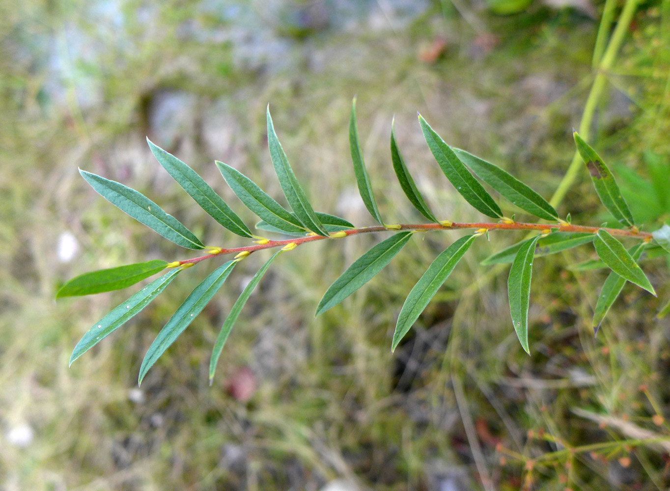 Изображение особи Salix brachypoda.