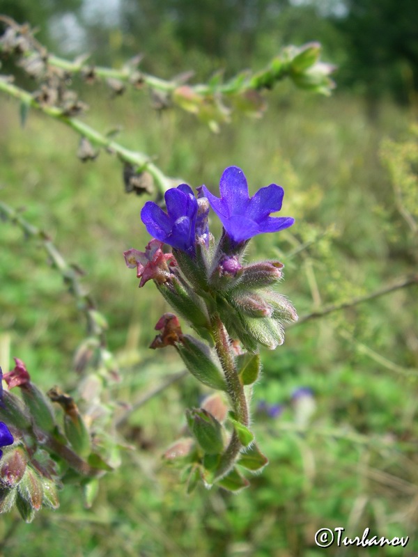 Image of Anchusa leptophylla specimen.