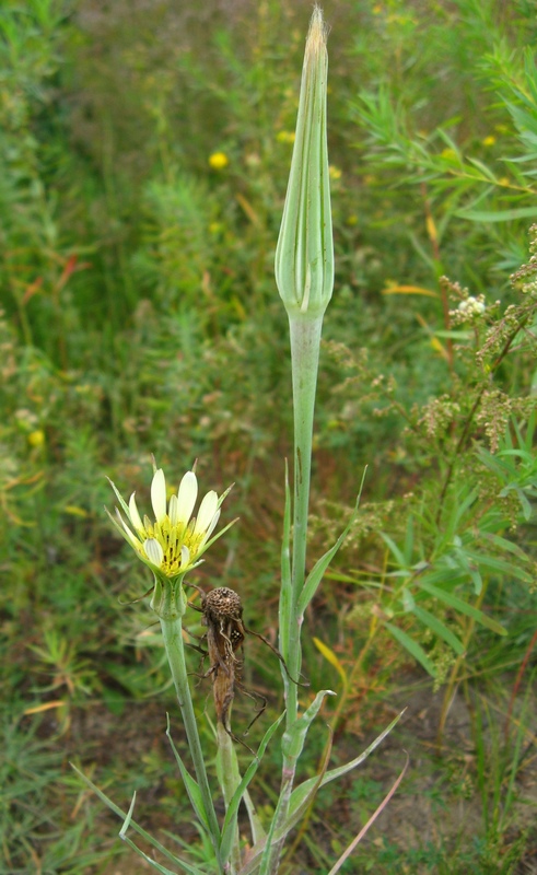 Image of Tragopogon dubius ssp. desertorum specimen.