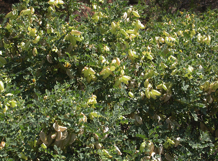 Image of Colutea cilicica specimen.