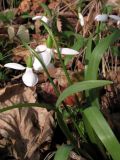 Galanthus transcaucasicus