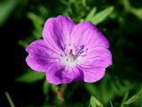 Geranium sanguineum