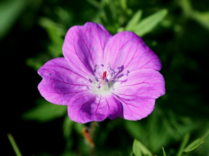 Изображение особи Geranium sanguineum.