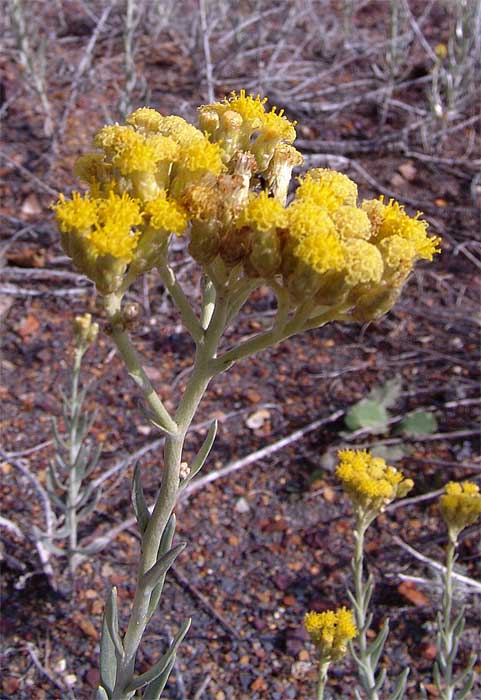 Изображение особи Cladochaeta candidissima.