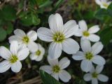 Claytonia joanneana