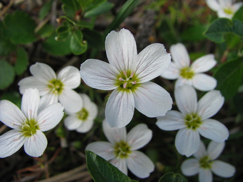 Изображение особи Claytonia joanneana.