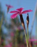 Dianthus deltoides