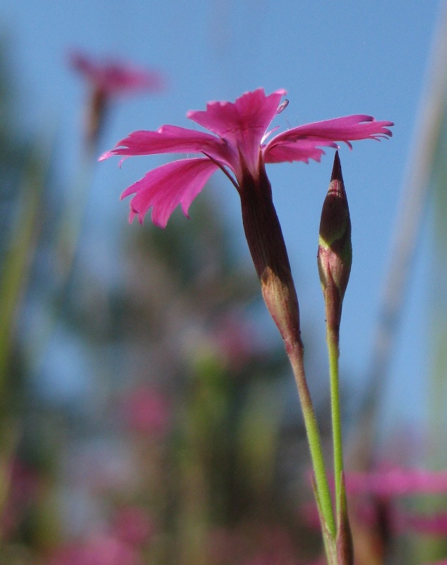 Изображение особи Dianthus deltoides.