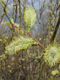 Salix caprea