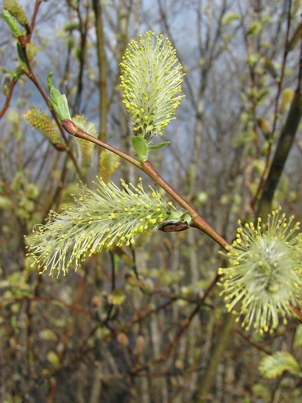 Image of Salix caprea specimen.
