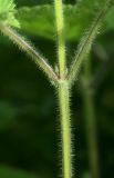 Stachys sylvatica