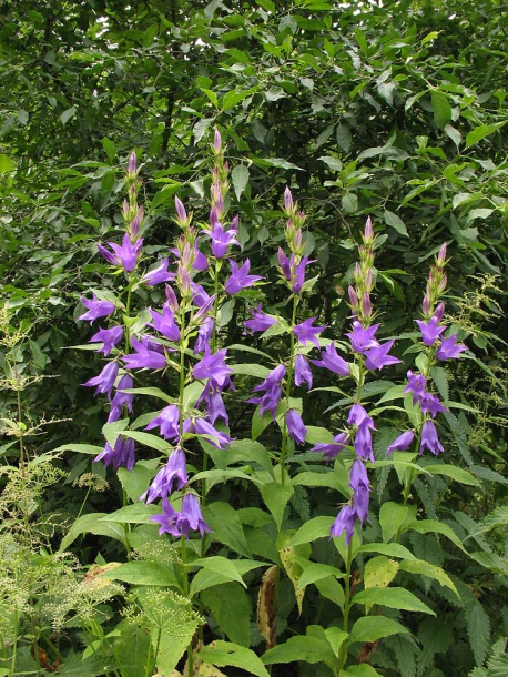Image of Campanula latifolia specimen.