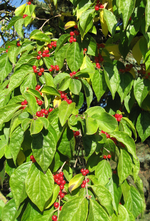 Image of Lonicera maackii specimen.