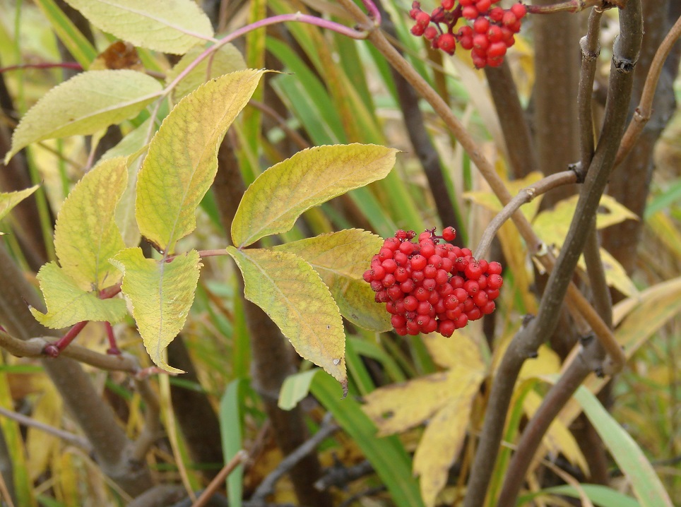 Изображение особи Sambucus sibirica.