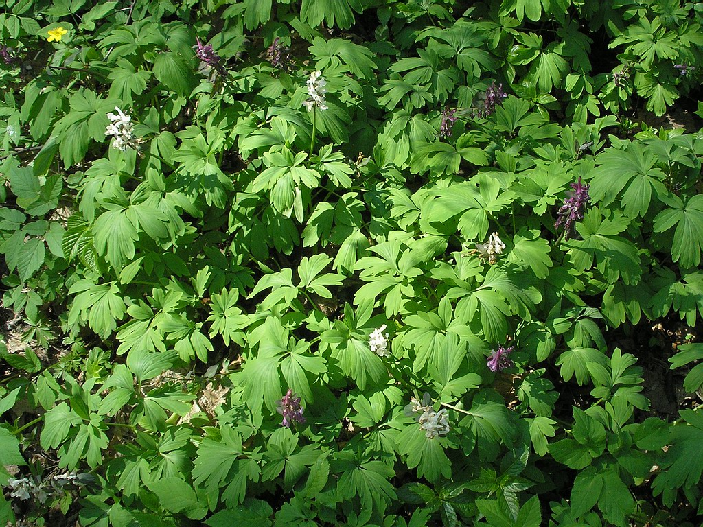 Image of Corydalis cava specimen.