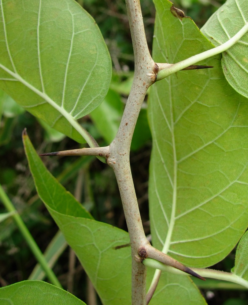 Image of Maclura pomifera specimen.