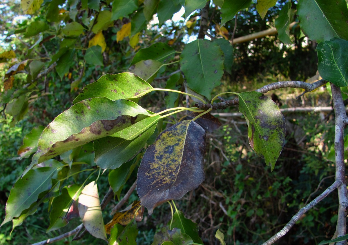 Изображение особи Pyrus caucasica.