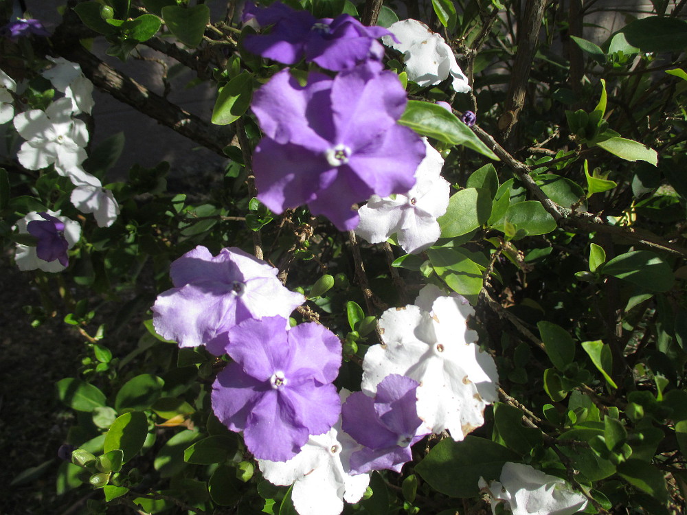 Image of Brunfelsia australis specimen.