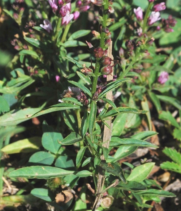 Image of Lysimachia dubia specimen.