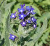 Anchusa officinalis. Соцветие. Восточный Казахстан, г. Усть-Каменогорск, правый берег р. Иртыш, сквер у здания. 20.05.2015.