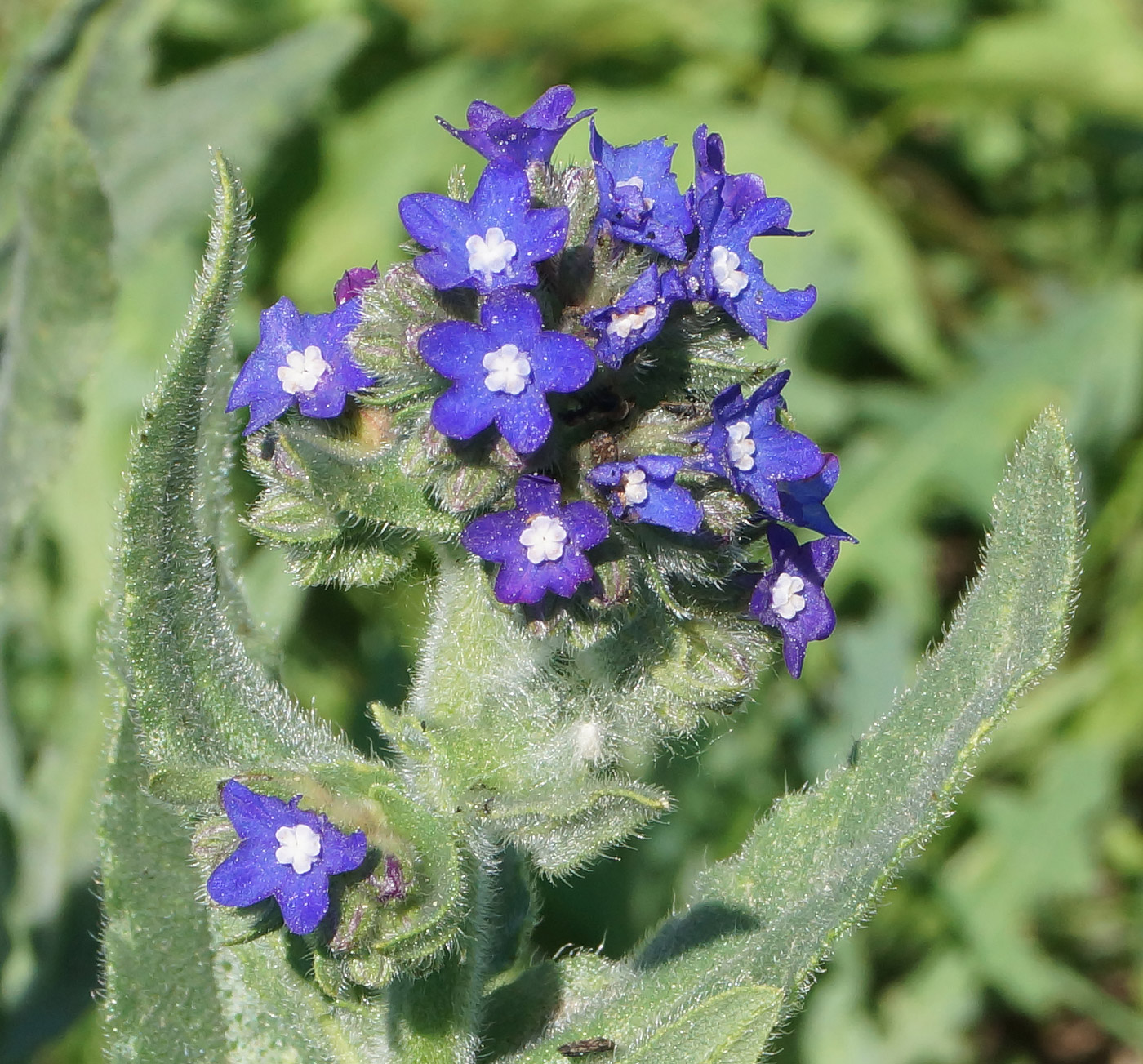 Изображение особи Anchusa officinalis.