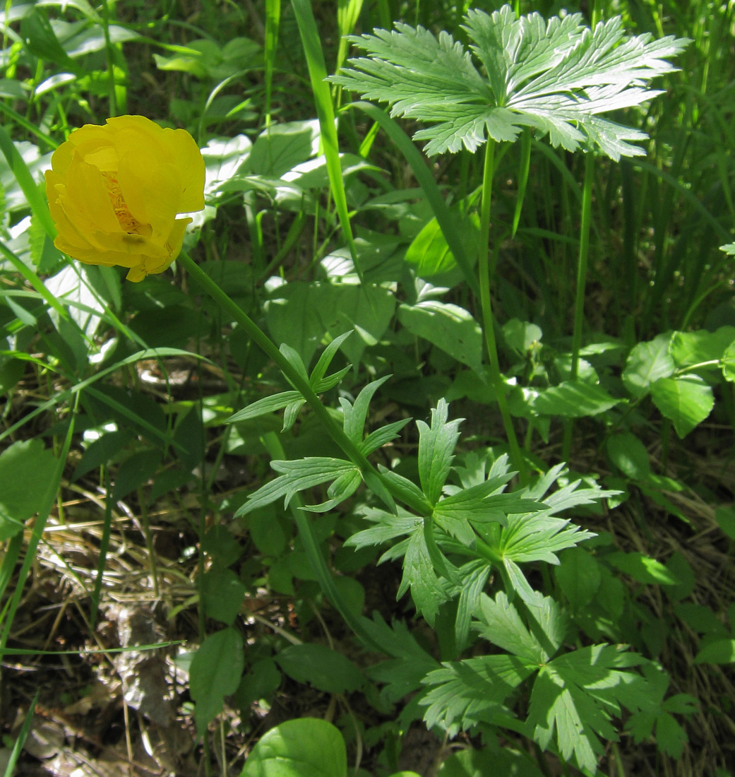 Изображение особи Trollius europaeus.